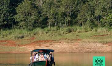 Periyar Wildlife Sanctuary: The highlight of Thekkady is the Periyar Wildlife Sanctuary, a haven for wildlife enthusiasts. Embark on a boat safari on Periyar Lake to spot elephants, deer, wild boars, and a variety of bird species in their natural habitat.