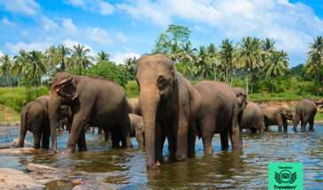 Pinnewela elephant orphanage & spice garden in srilanka