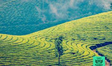 Munnar is a breathtaking hill station nestled in the Western Ghats mountain range of Kerala, India. Renowned for its sprawling tea plantations, misty mountains, and lush greenery, Munnar is a paradise for nature lovers and adventure enthusiasts alike.