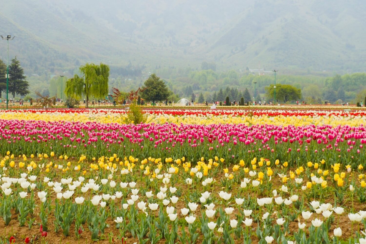 kashmir 5