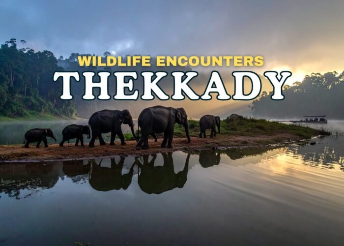 Wildlife Encounter Thekkady